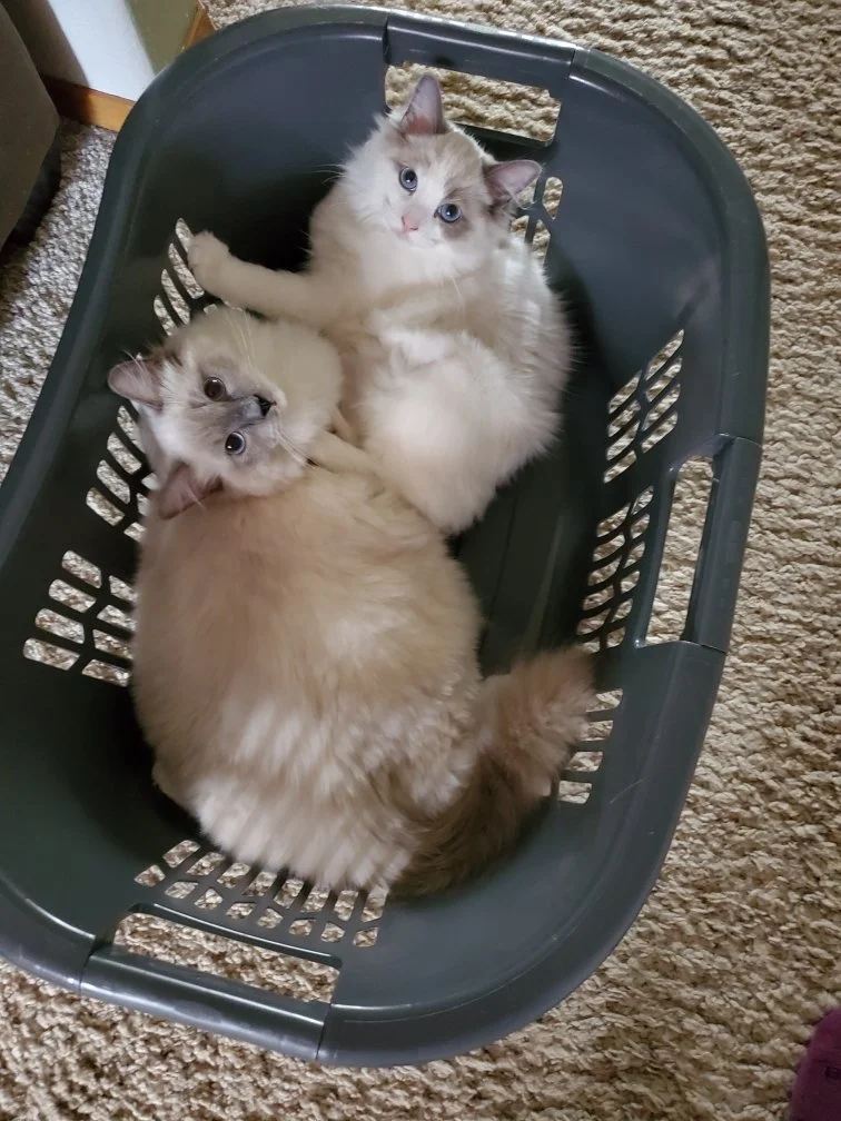 Two Ragdoll cats in a laundry basket on a carpeted floor.