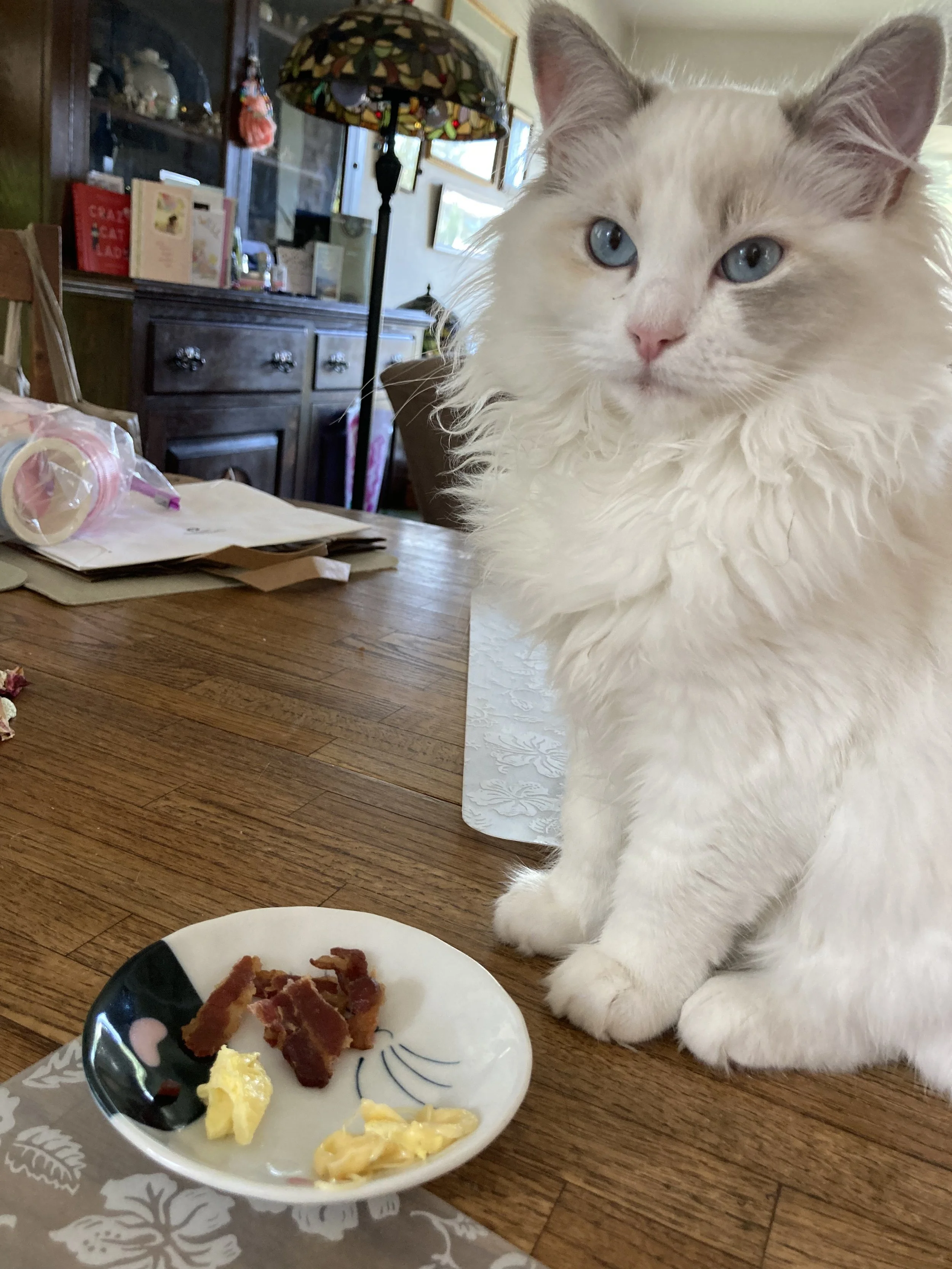 A close-up of a fluffy Ragdoll cat with blue eyes sitting on a wooden table next to a small plate with bits of bacon and scrambled eggs.