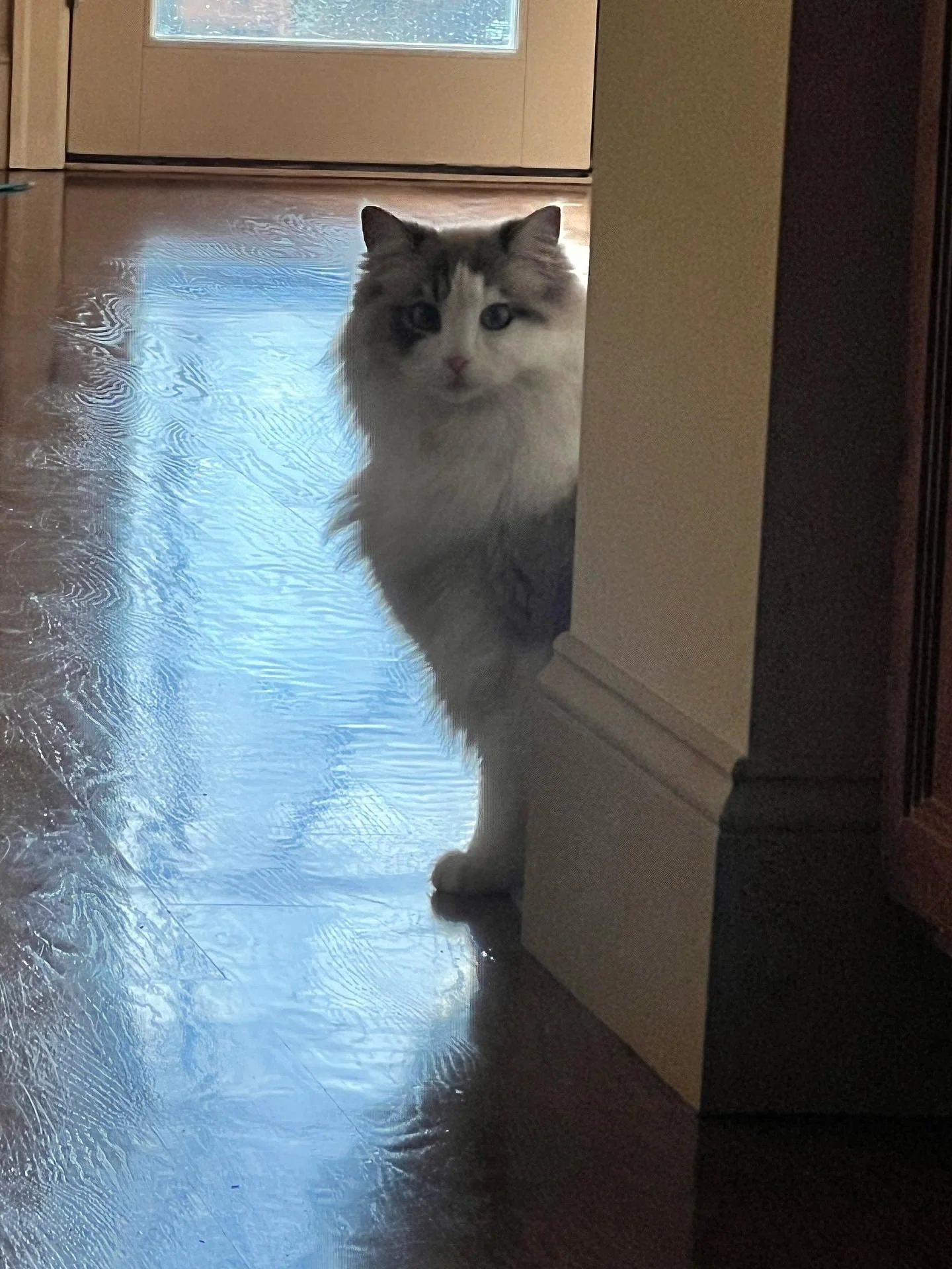 A fluffy white and gray Ragdoll cat with blue eyes peeking from behind a doorway, standing on a shiny wooden floor.