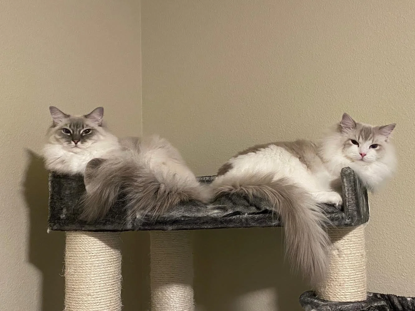 Two long-haired Ragdoll cats with white and gray fur lying on a black cat tree or perch against a beige wall.