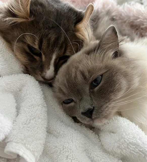Two Ragdoll cats lying on a white blanket, close together, with one resting its head on the other.