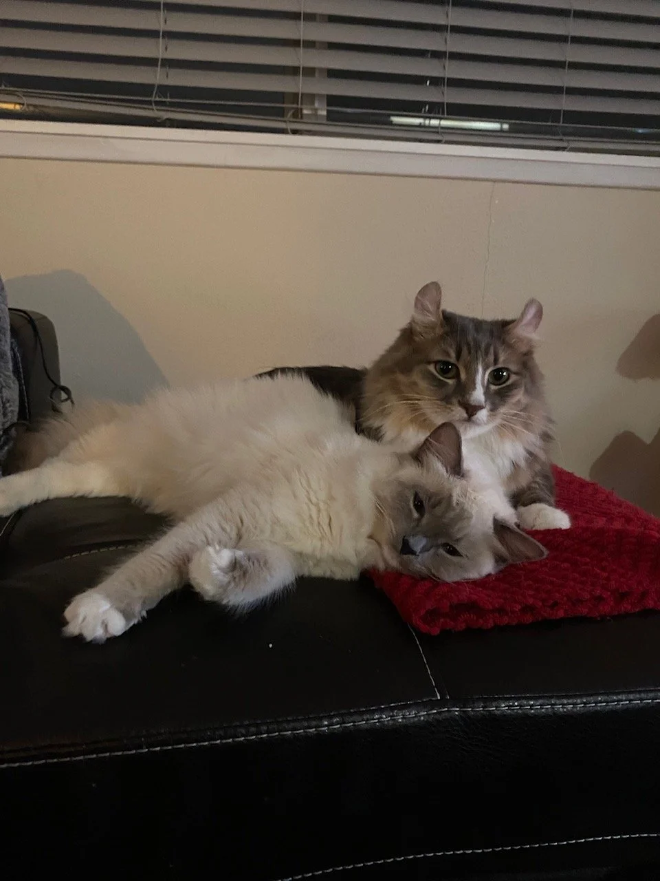 Levi and his new best friend Shinji