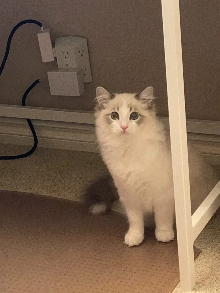A fluffy white and gray Ragdoll kitten with blue eyes sitting partially hidden under a desk or table near power outlets.