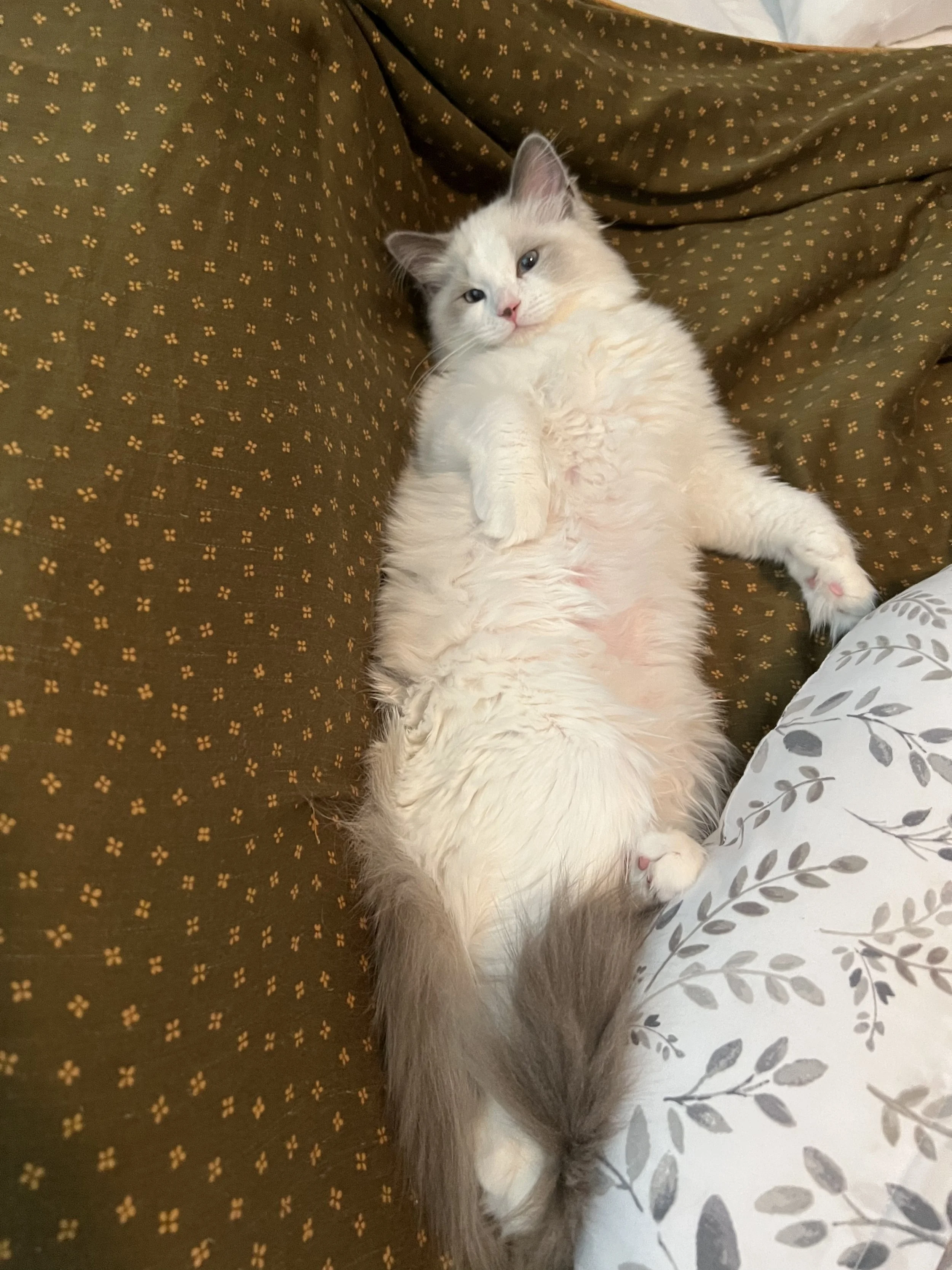 A fluffy white and gray Ragdoll kitten lying on its back on a brown patterned couch with small yellow flowers, looking at the camera.