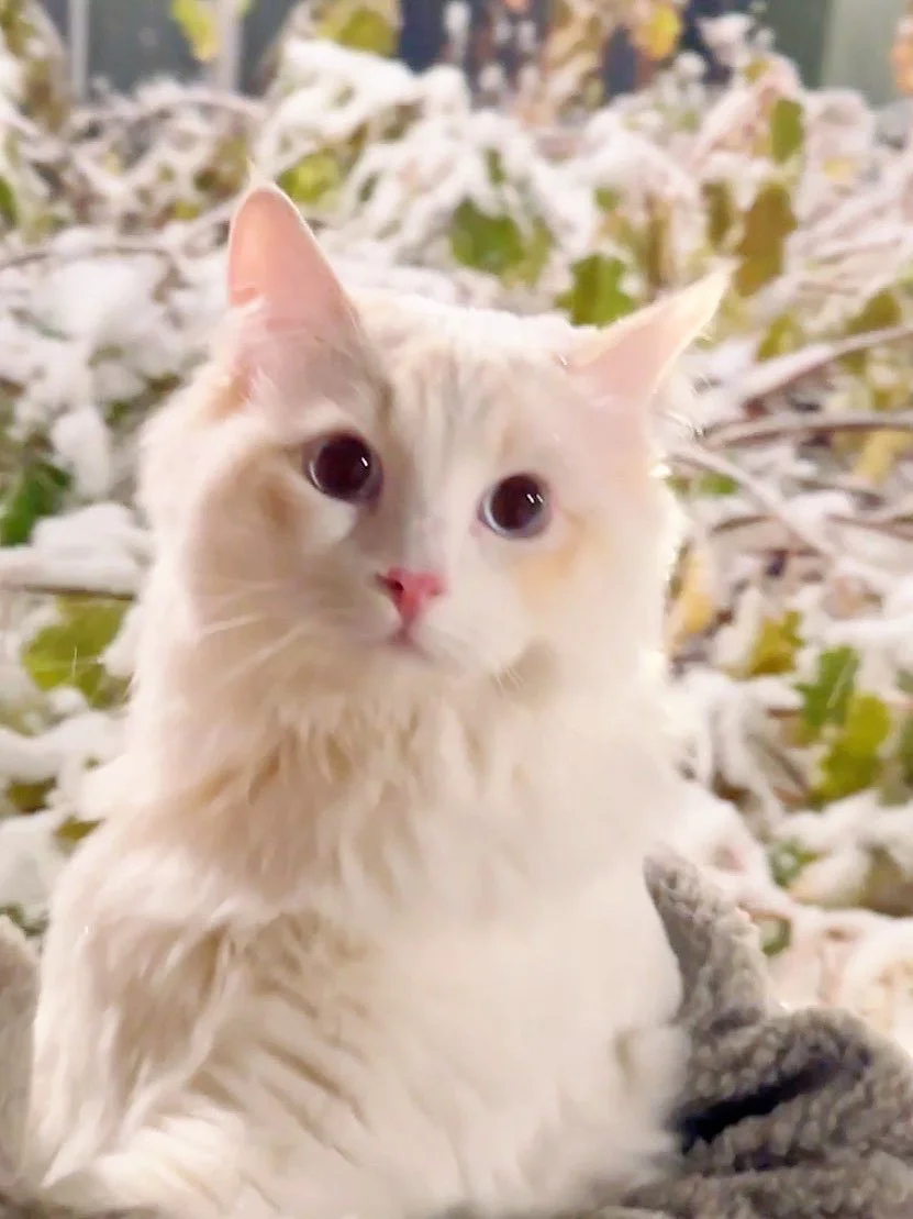 Cream-colored cat with blue eyes in snowy background.
