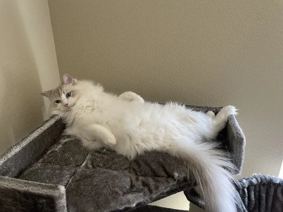 A fluffy Ragdoll cat with gray markings lounging on a cat tree.