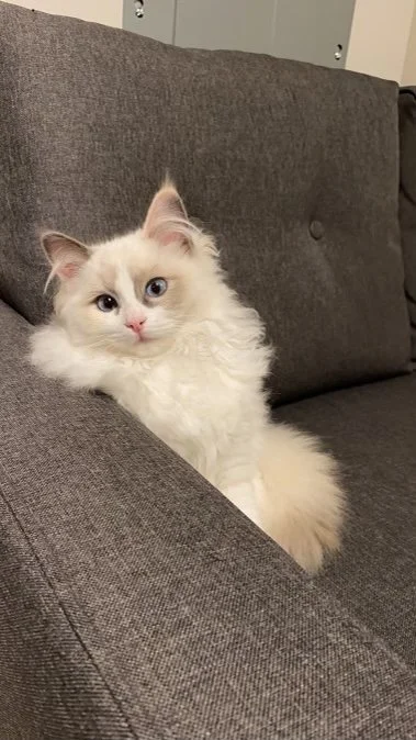 A fluffy Ragdoll kitten with blue eyes sitting on a gray fabric couch.
