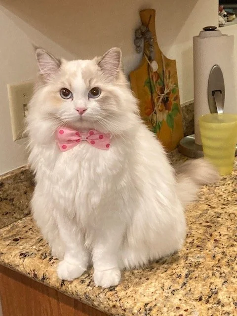 A fluffy white cat with a pink polka dot bow tie sitting on a kitchen countertop.