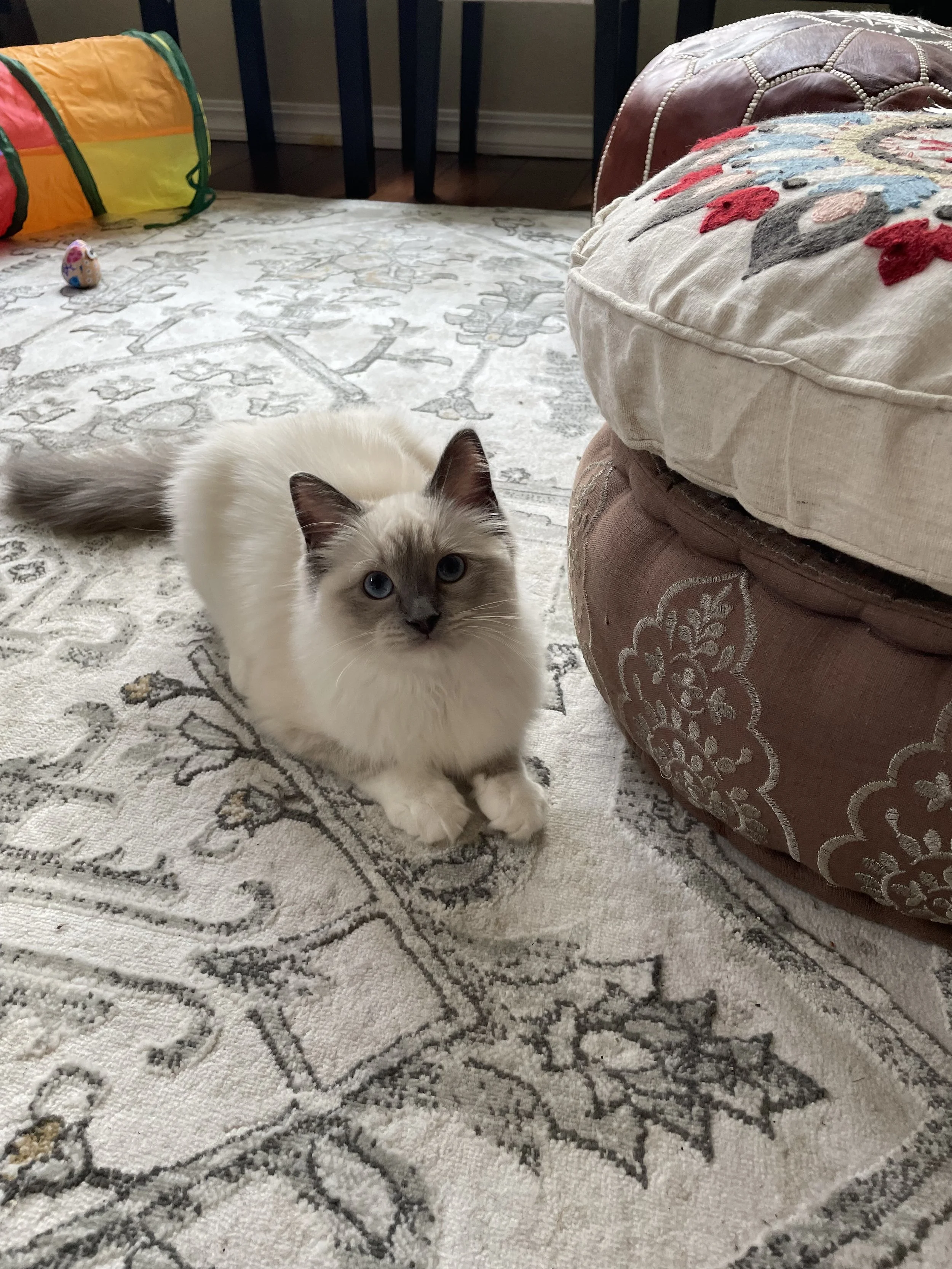 A fluffy Siamese mix cat with blue eyes lying on a decorative rug in a living room. There is a colorful tunnel toy and a small decorative egg in the background, as well as upholstered furniture.