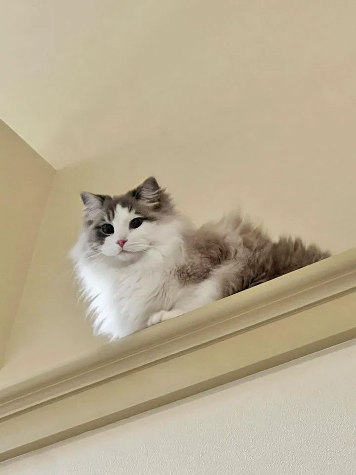 Fluffy white and gray Ragdoll cat perched on a high ledge against beige walls.