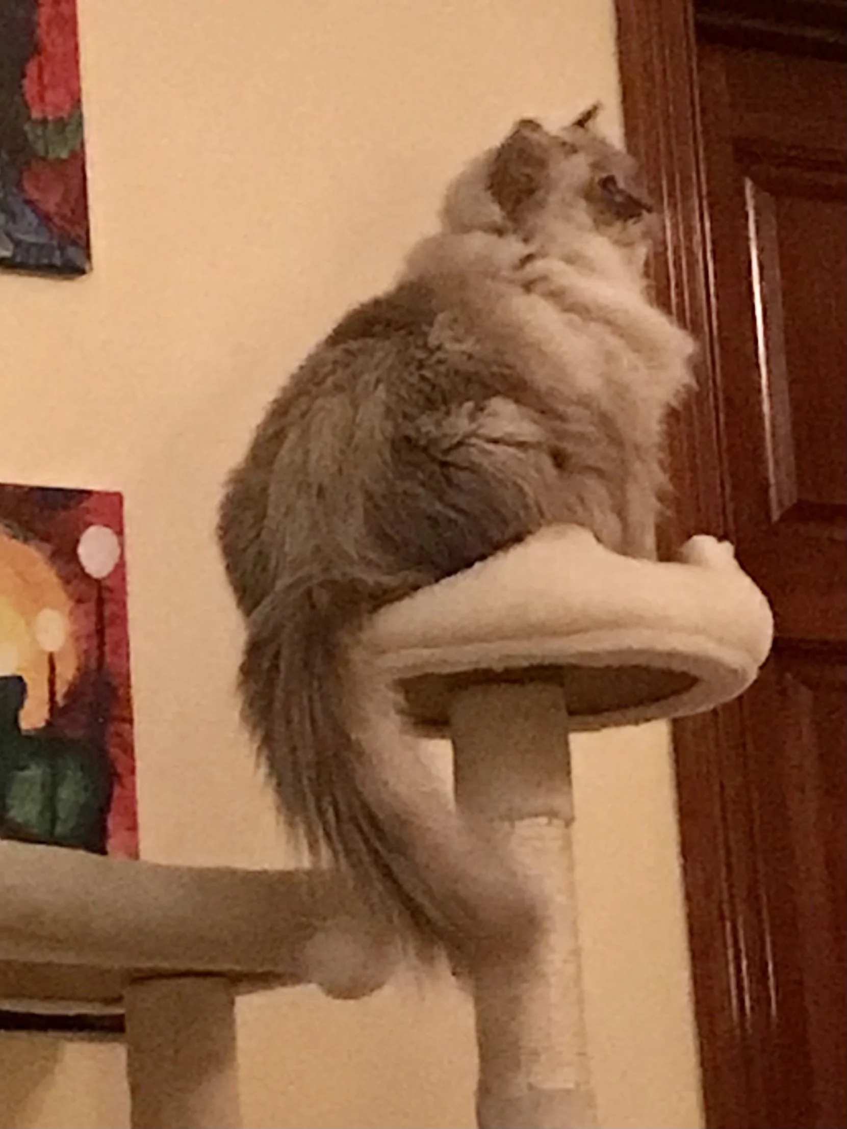 A fluffy, Ragdoll cat sitting on top of a beige cat tree, facing away with its head turned to the side.