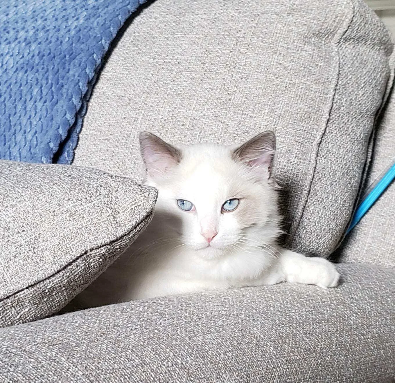 A Ragdoll cat with blue eyes resting on a beige fabric couch.