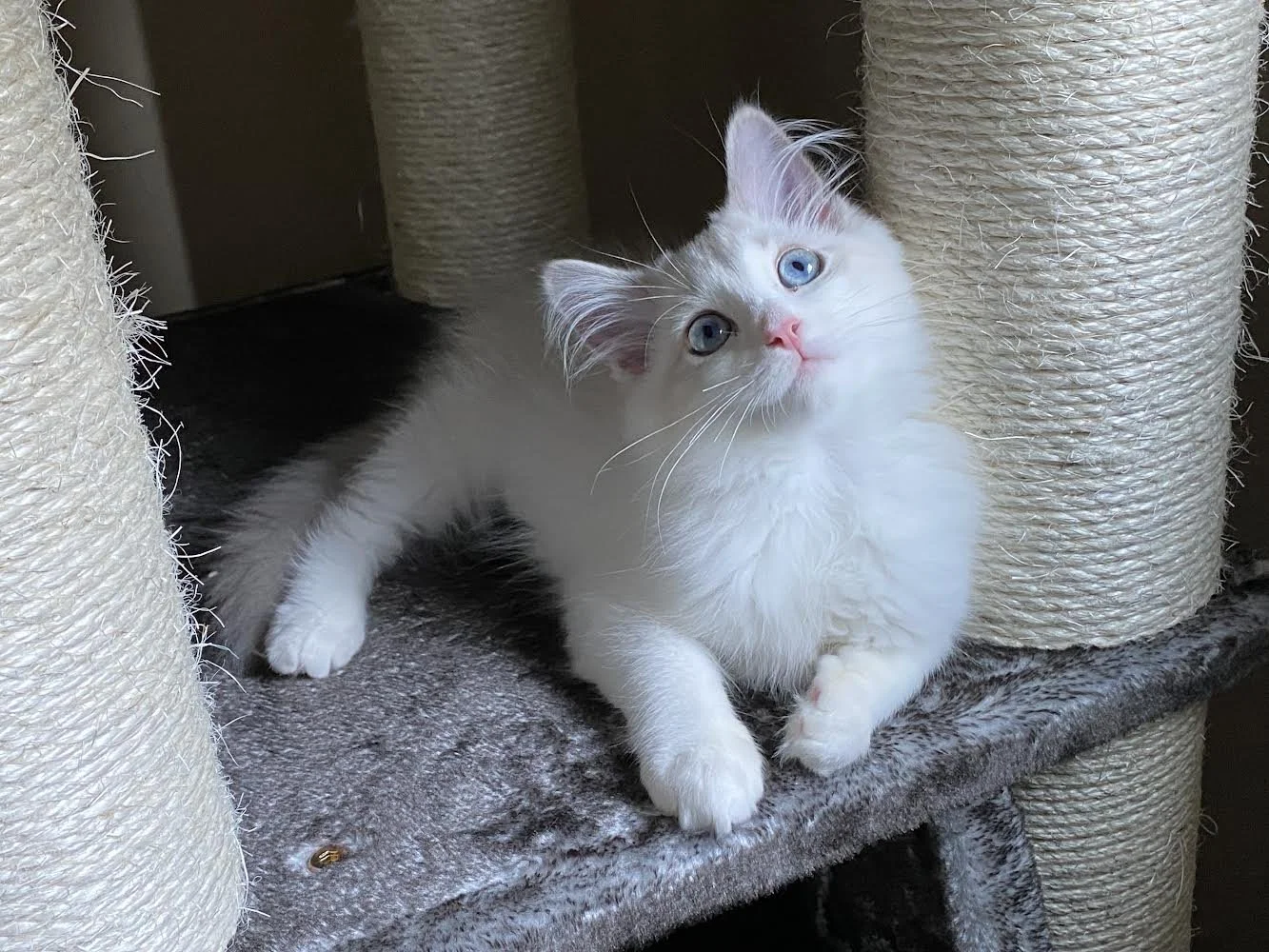 A Ragdoll kitten with blue eyes lying on a gray carpeted surface near a scratching post.