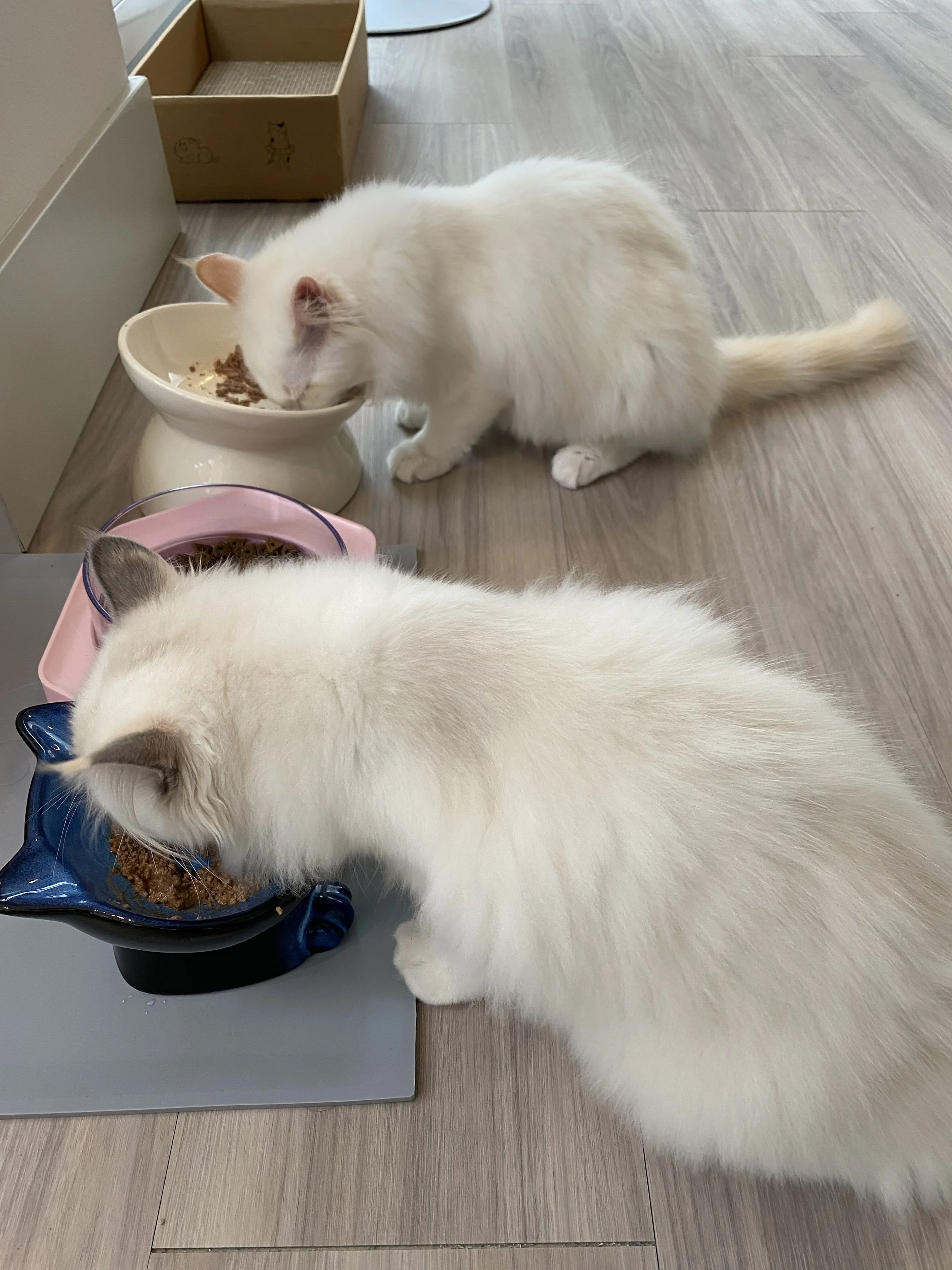 Two Ragdoll cats eating from bowls on a wooden floor, with a cardboard scratching pad or toy box in the background.