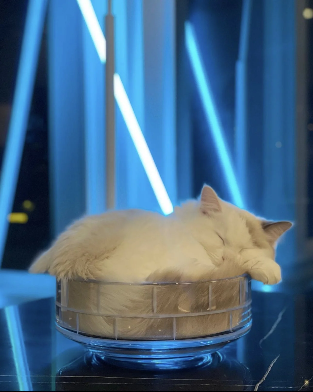 A white and tan Ragdoll cat sleeping in a glass bowl with blue neon lights in the background