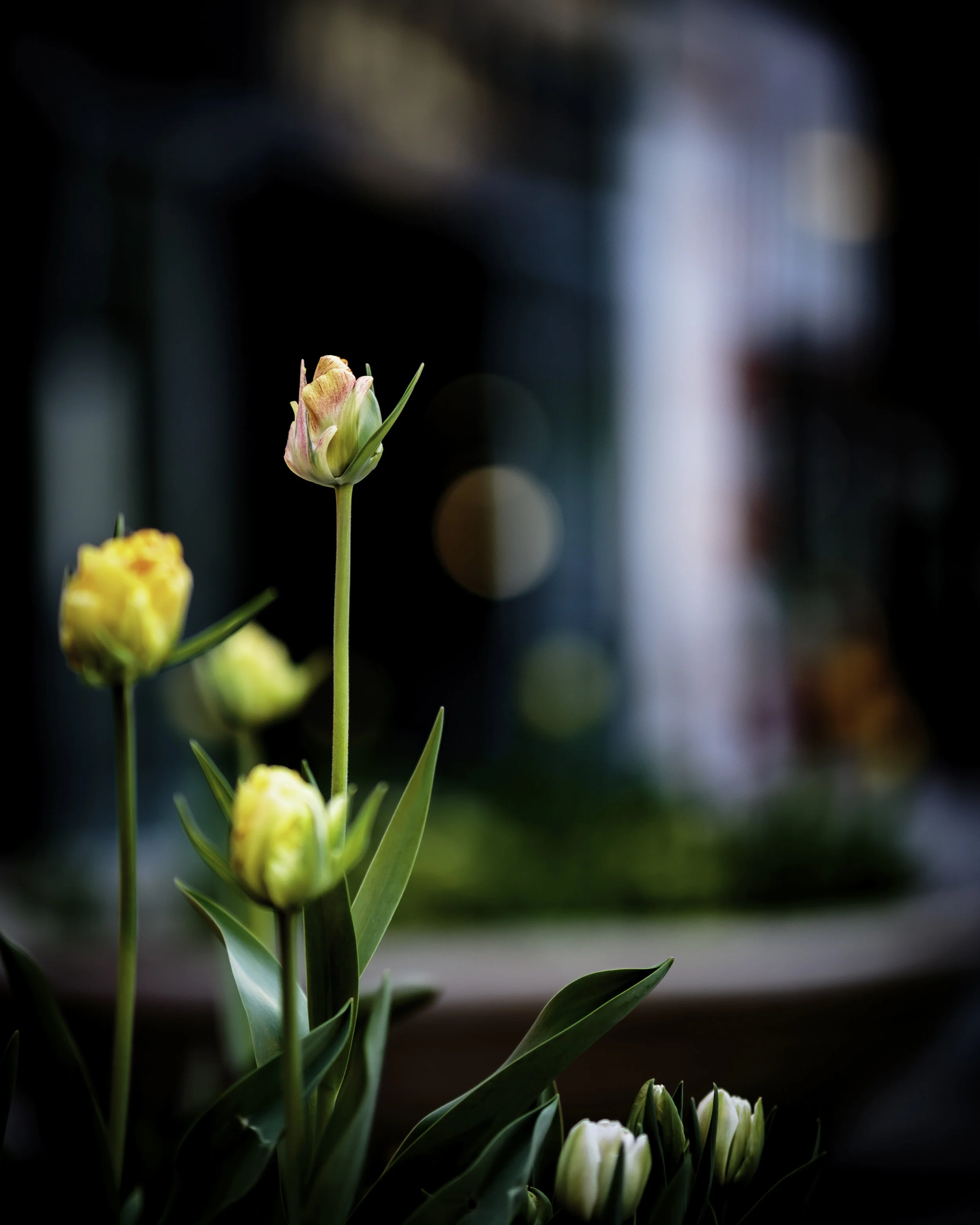 IMG_7883-Enhanced.jpg