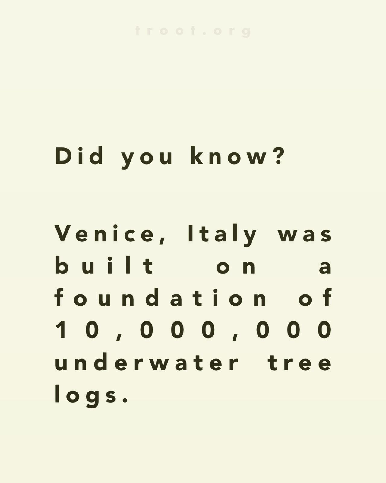 The tree trunks support almost all of central Venice to this day.