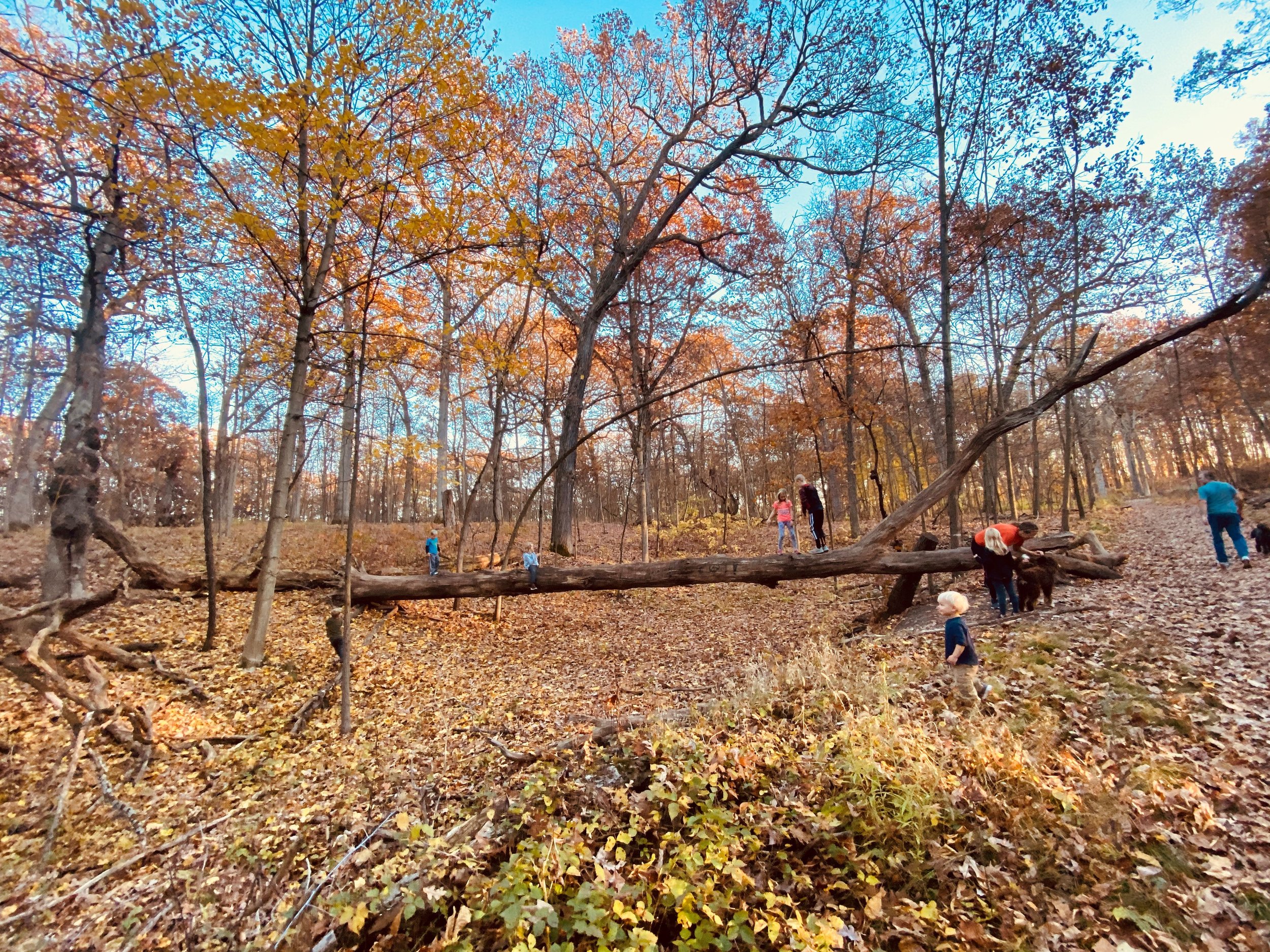 Asylum Lake Preserve, Kalamazoo Michigan Hikes fallen log 