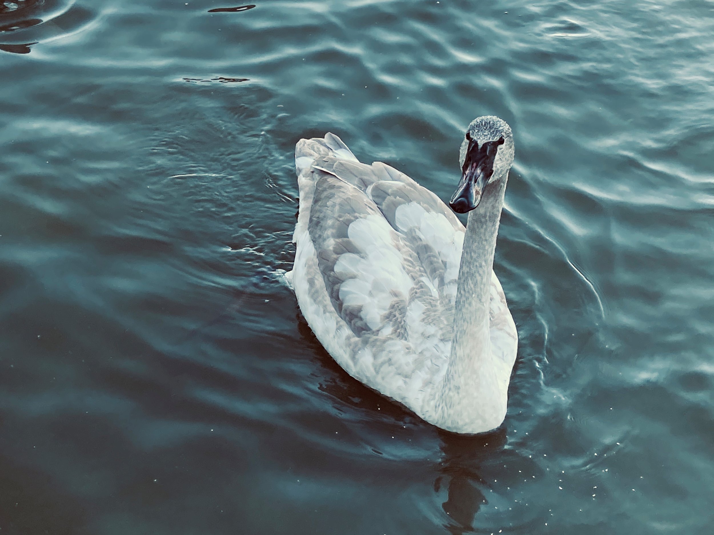 Kellogg Bird Sanctuary Swan