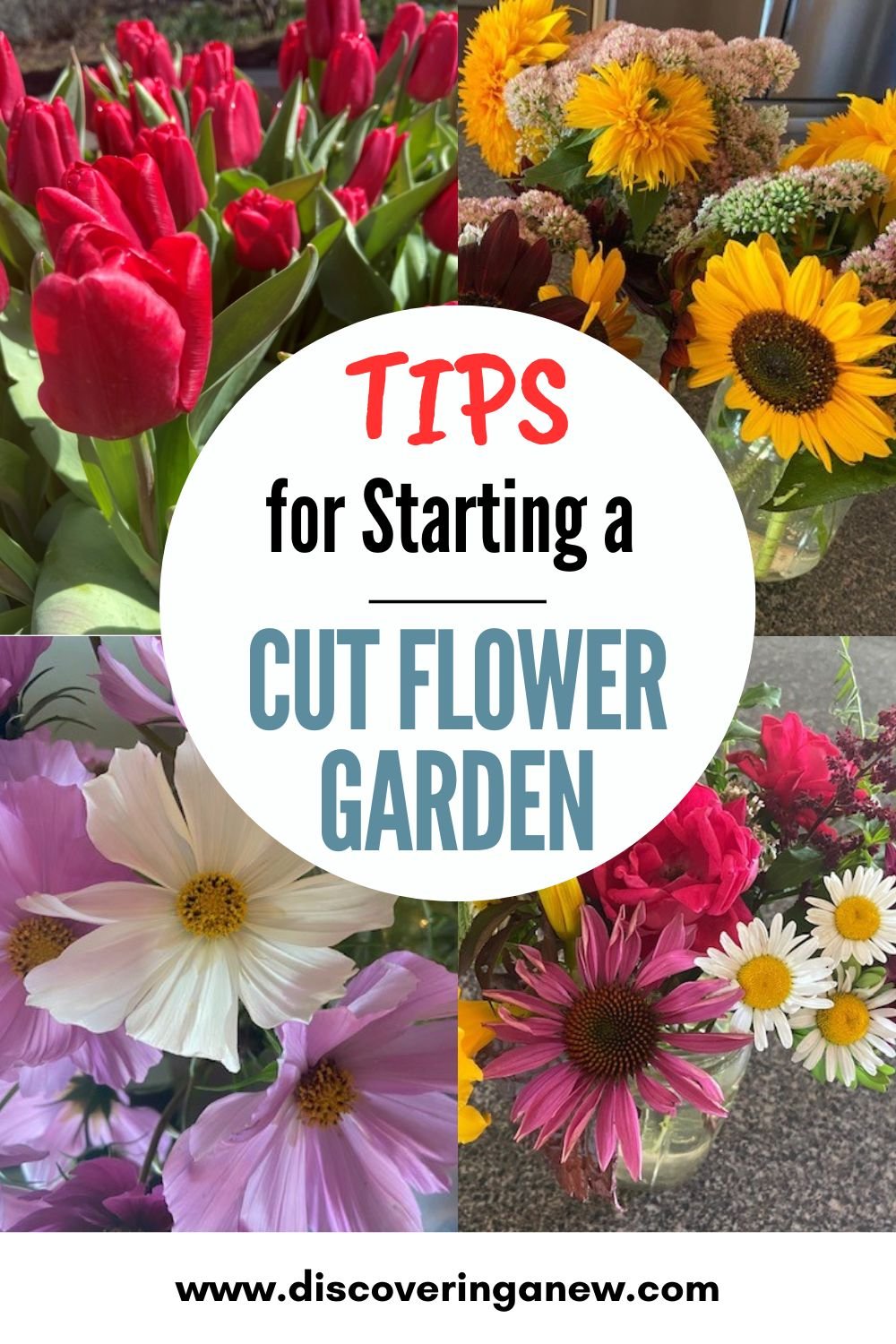 Starting A Cut Flower Garden Beginner