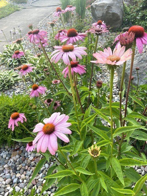 Purple Coneflower