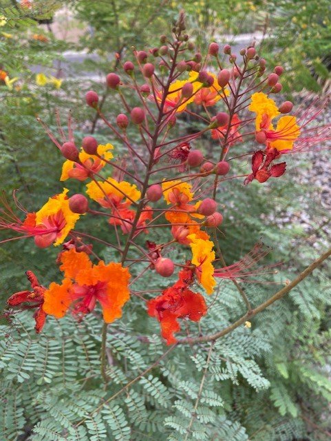 peacock flower- caesalpinia.jpg