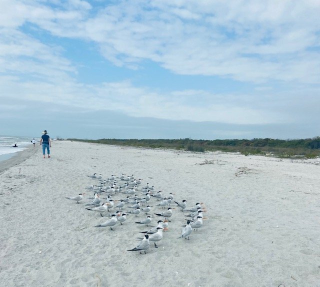 gulls at Sanibel Island.jpg