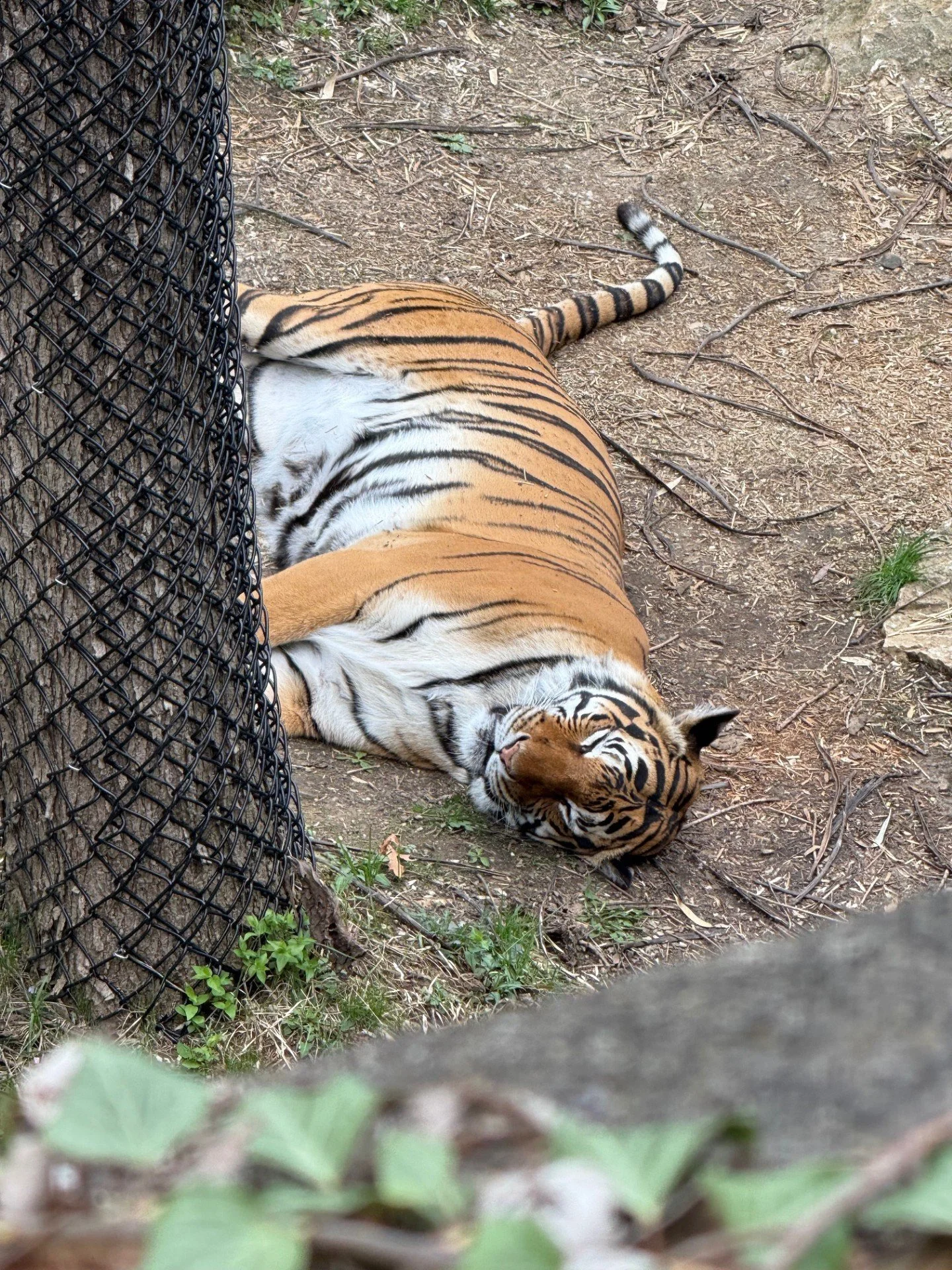 Sleepy Tiger