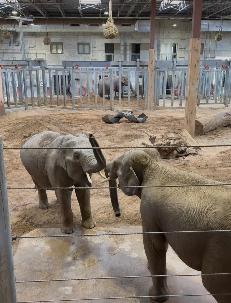 Elephants