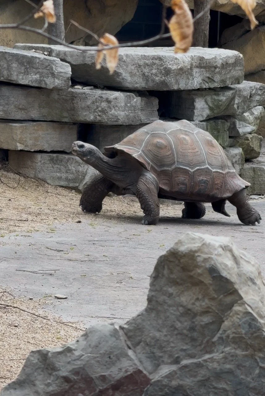 Tortoise