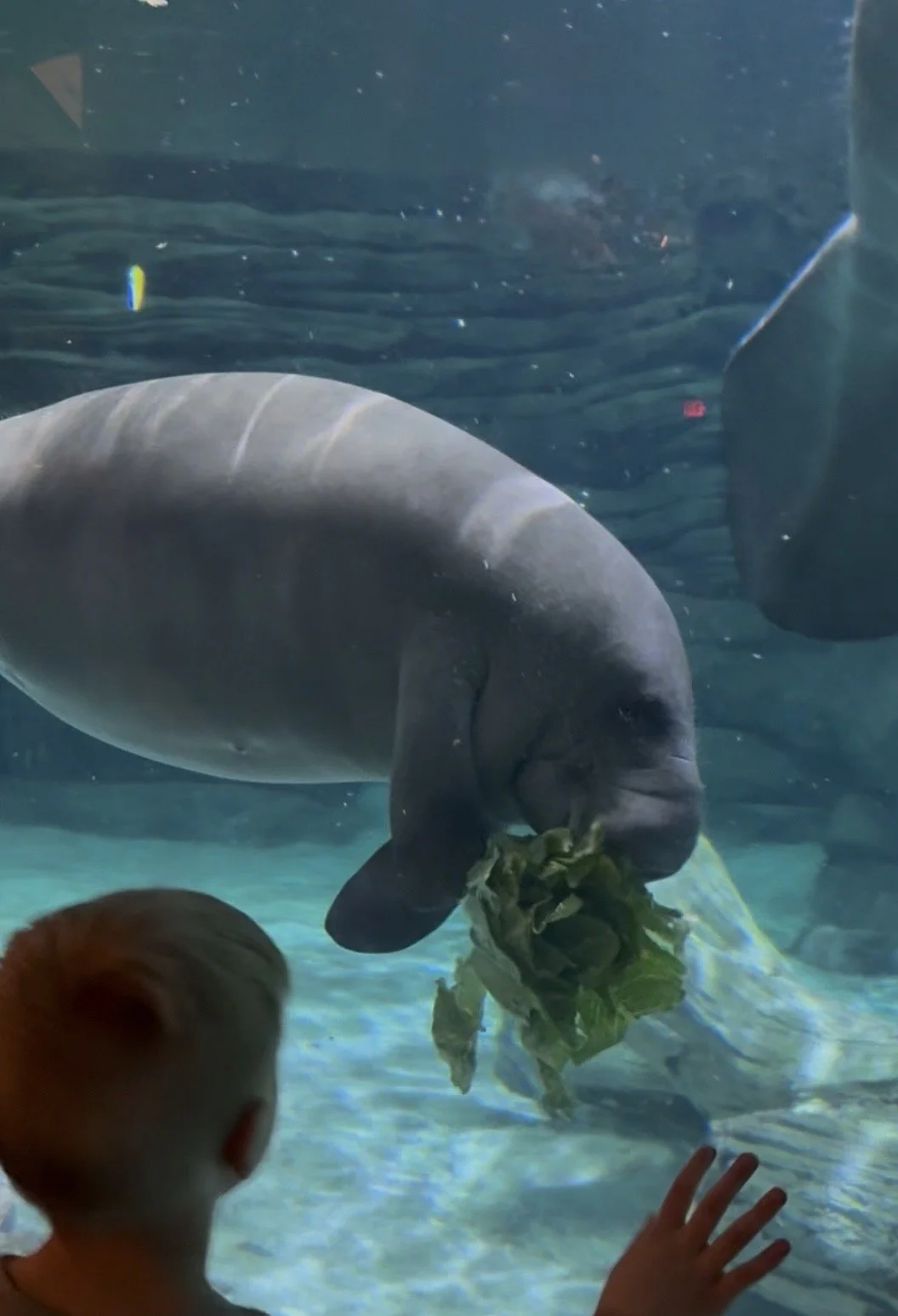 Manatee Feeding