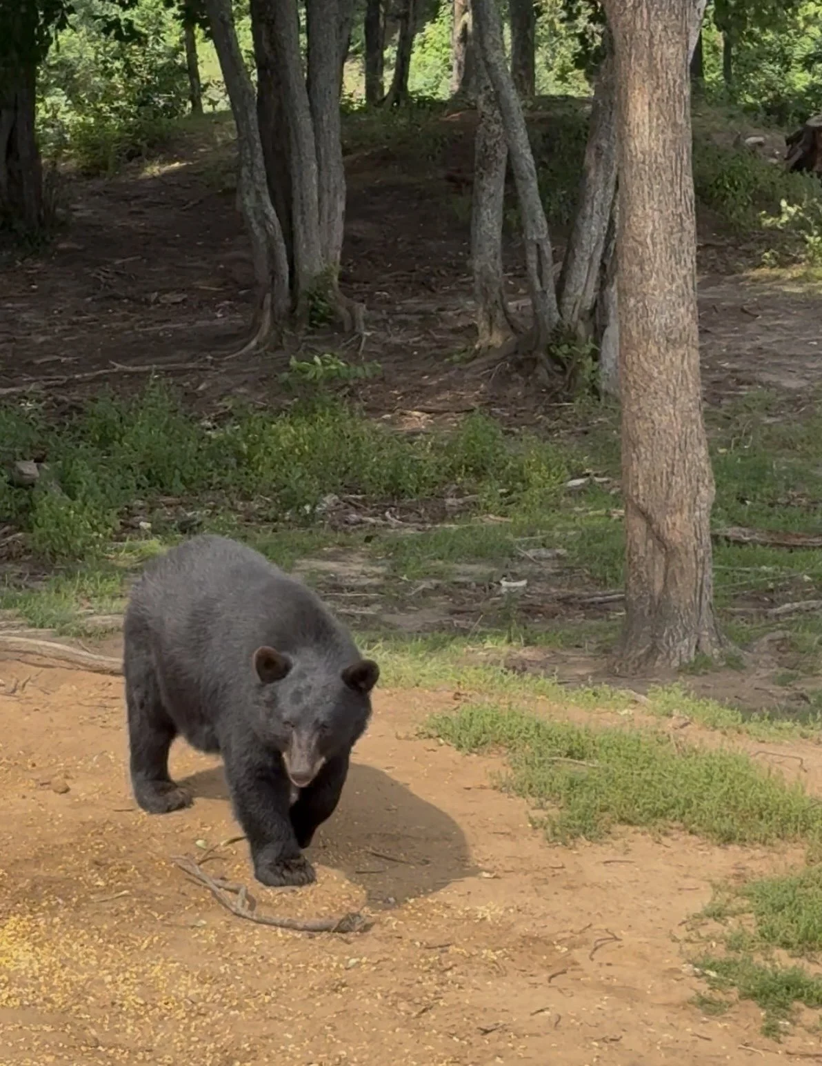 View life Black Bears