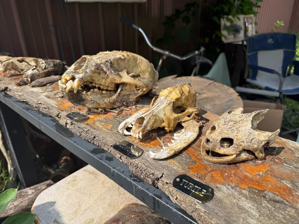 Black Bear Skull 