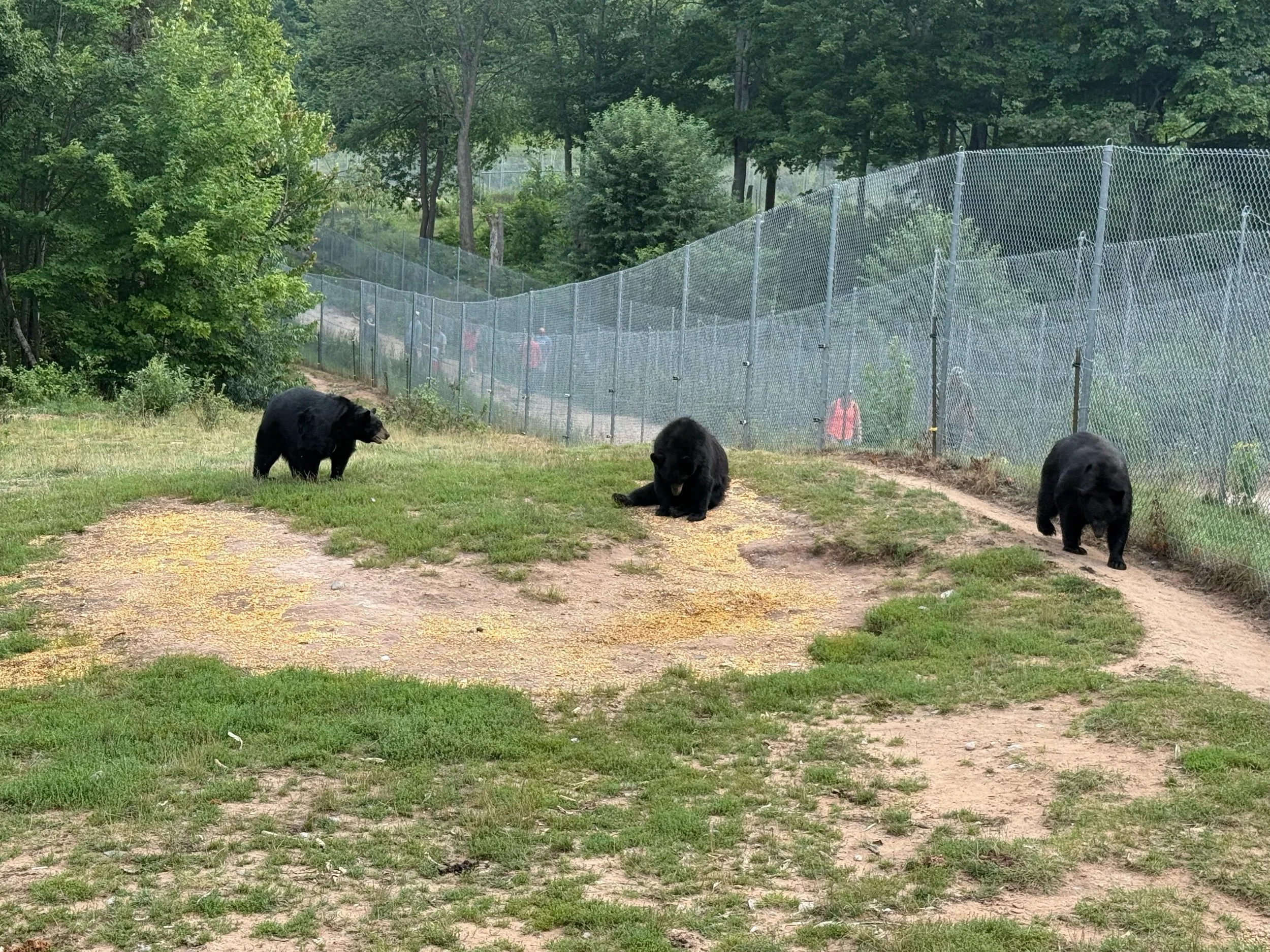 Black Bear Enclosure