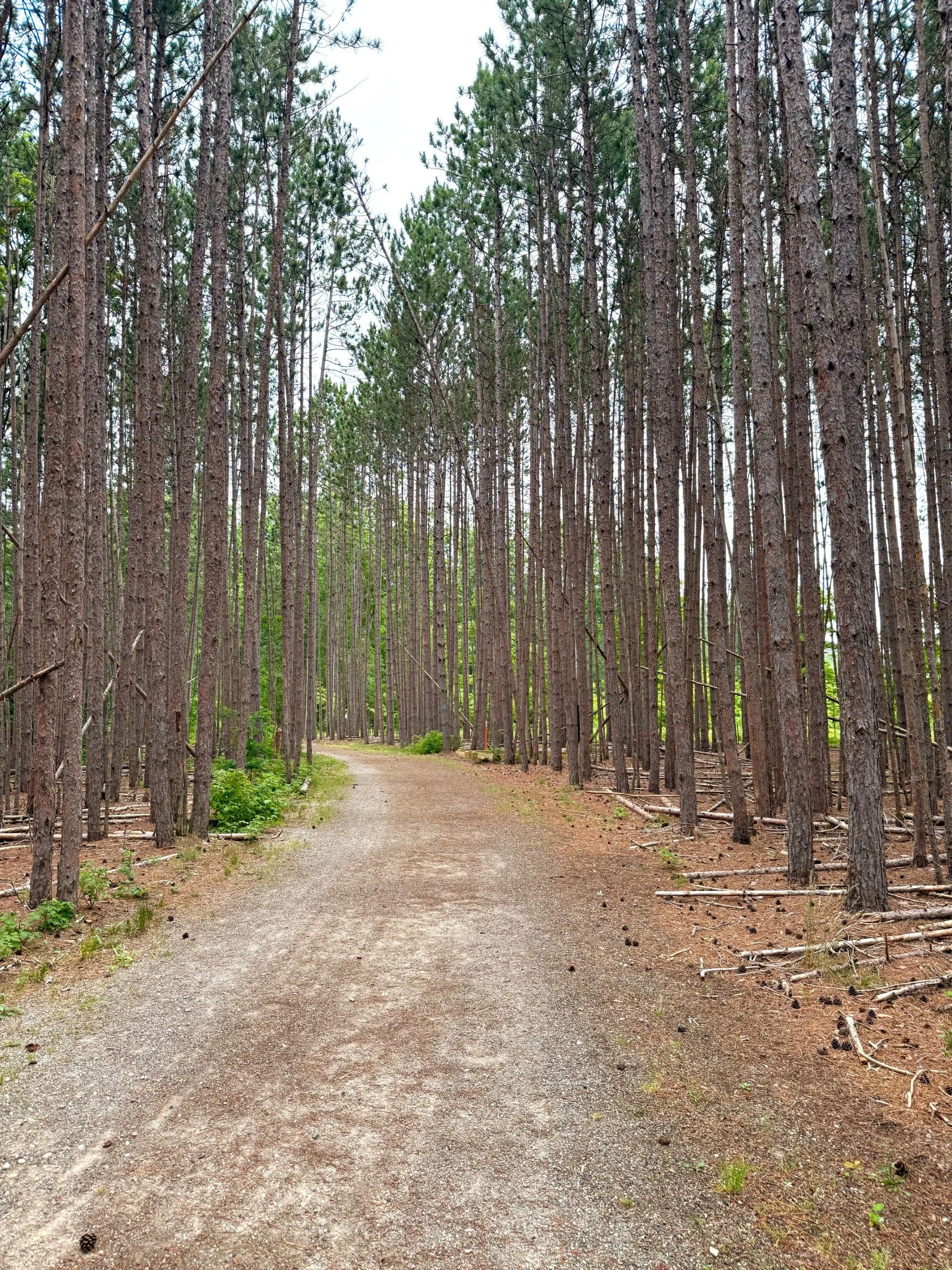Towering Trees at CCC Museum