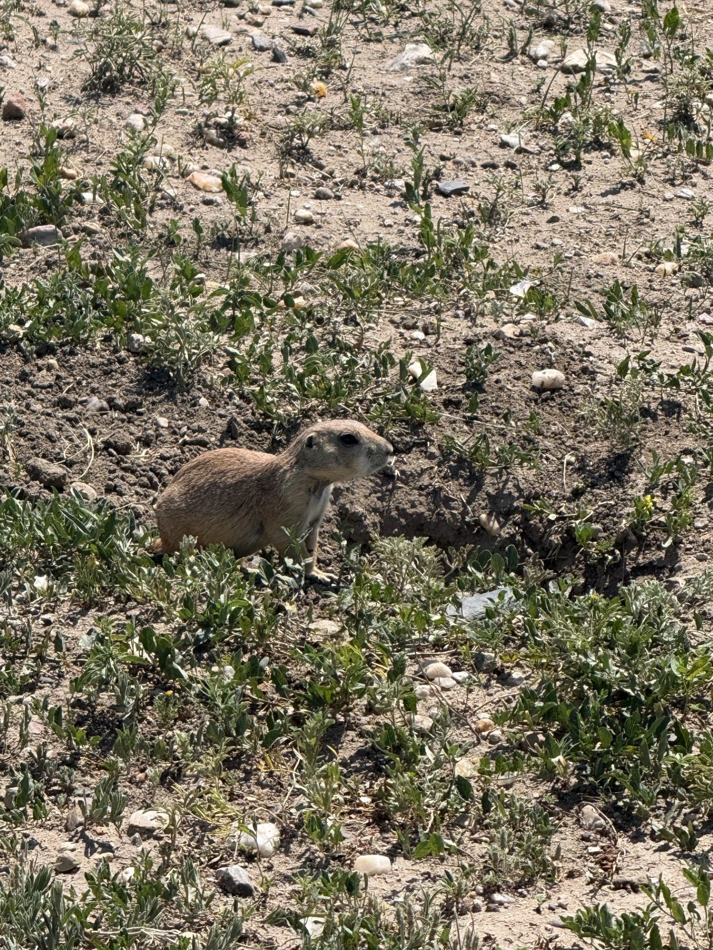 prarie dogs 2.jpg