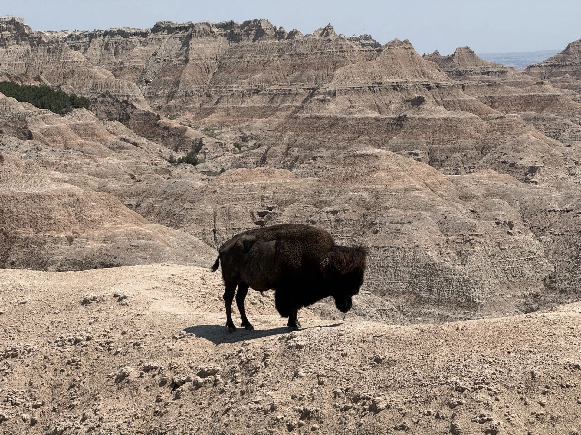 bison at badlands.jpg