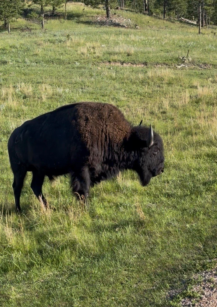 View Bison at Custer State Park