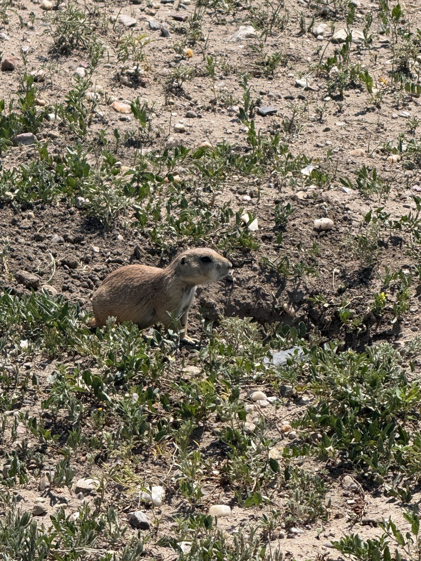 Spot Prairie Dogs 