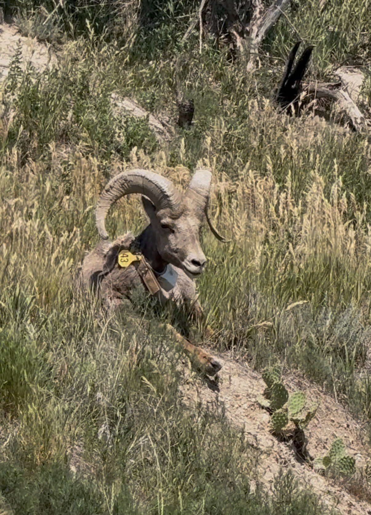 Big Horn Sheep