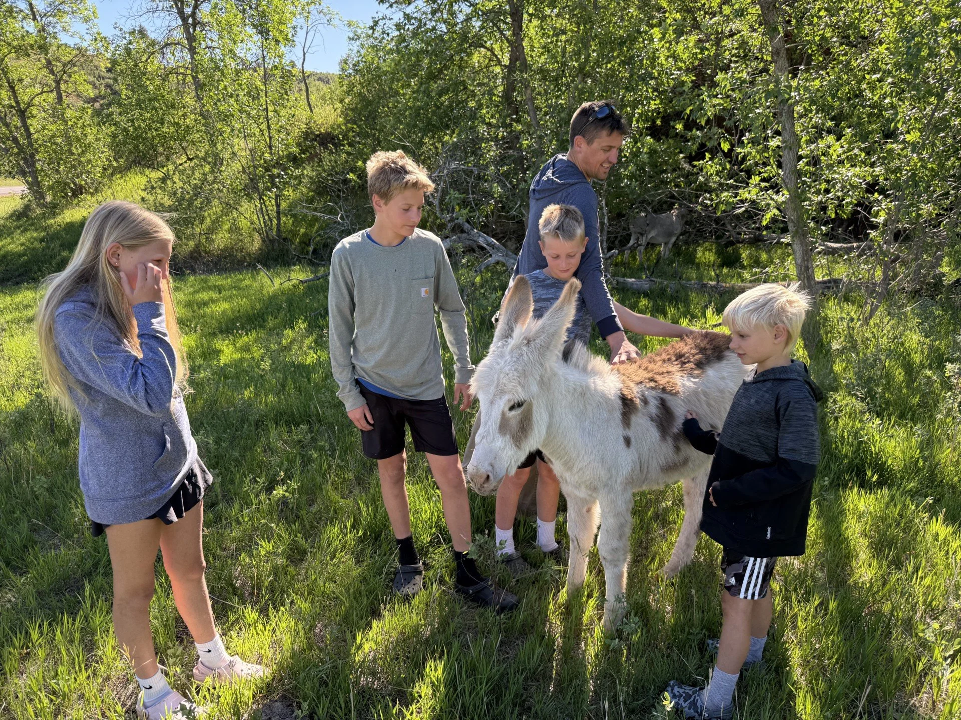 Petting Wild Burros