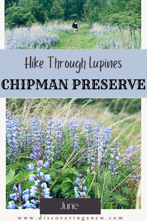 Hike through the Lupines at Chipman Preserve in Galesburg, Michgan