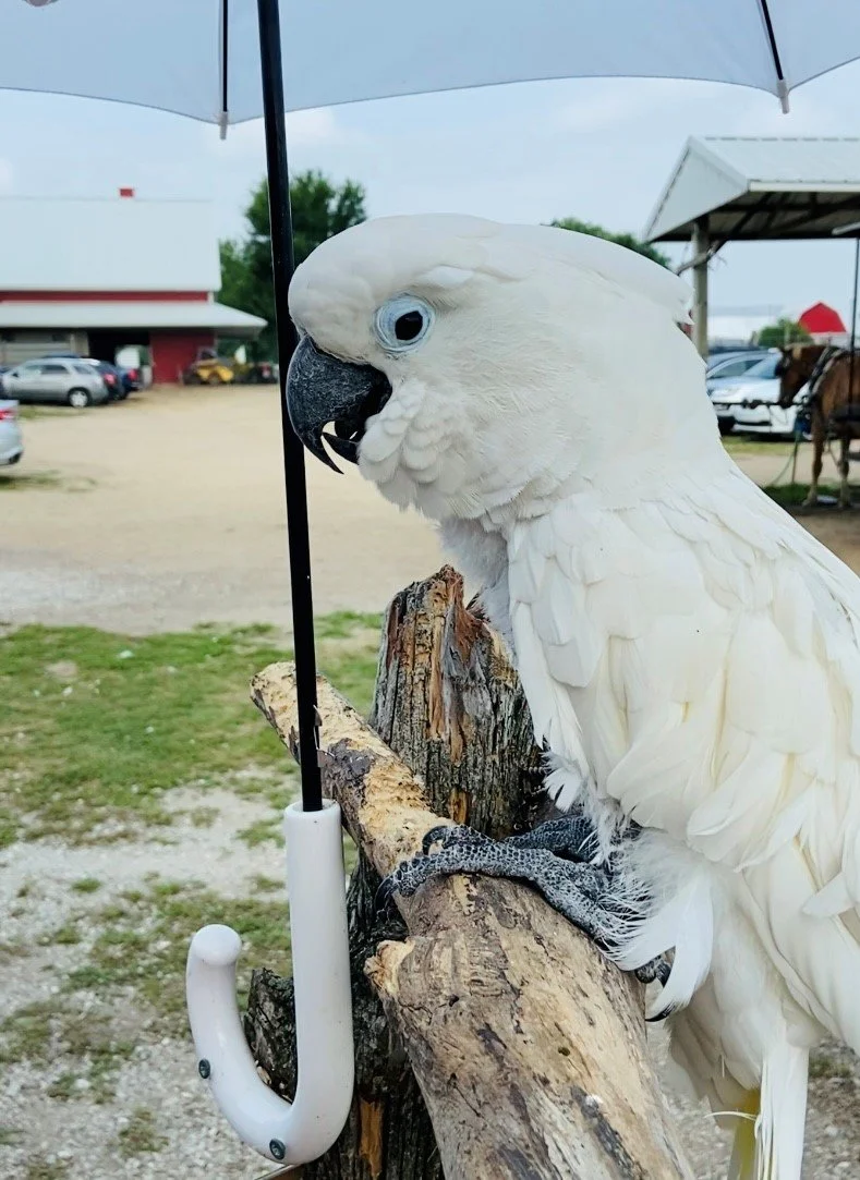 Dutch Creek Animal Farm Experience an Amish Zoo in Shipshewana