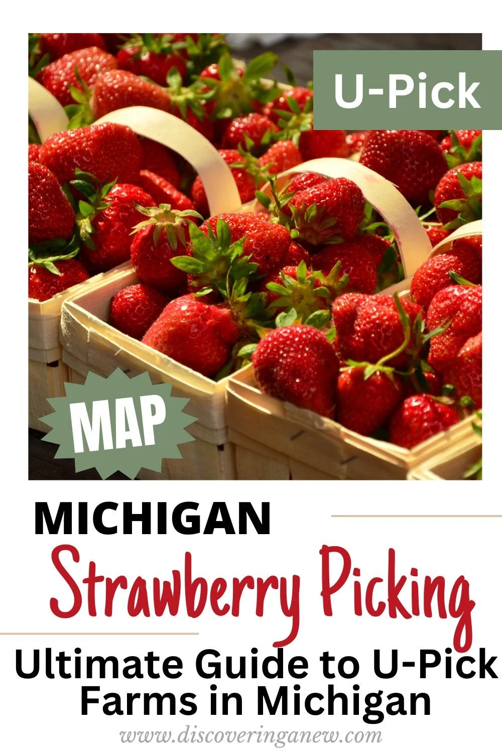 Michigan Strawberry Picking