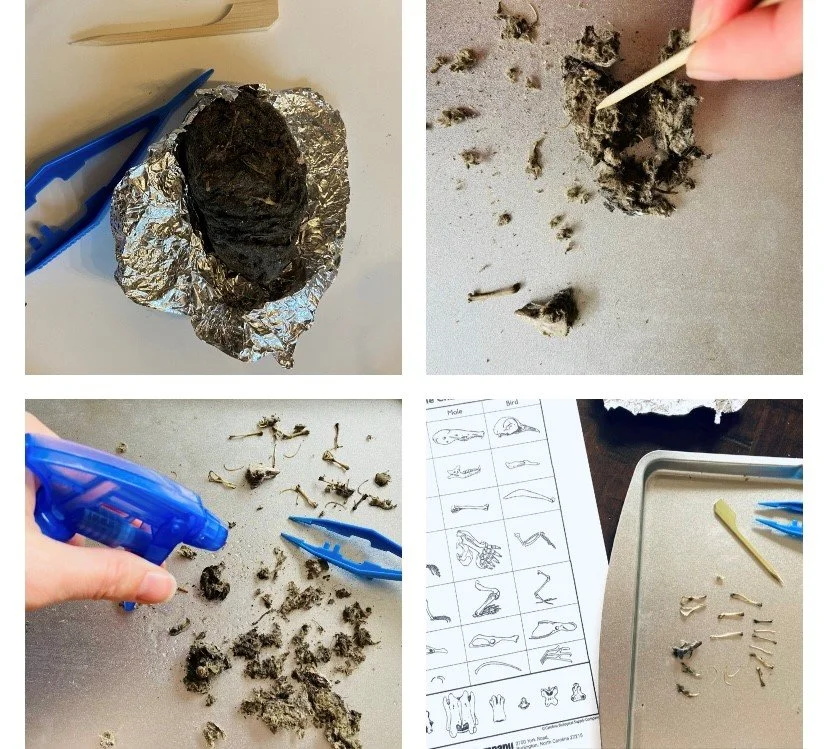 steps for dissecting owl pellets