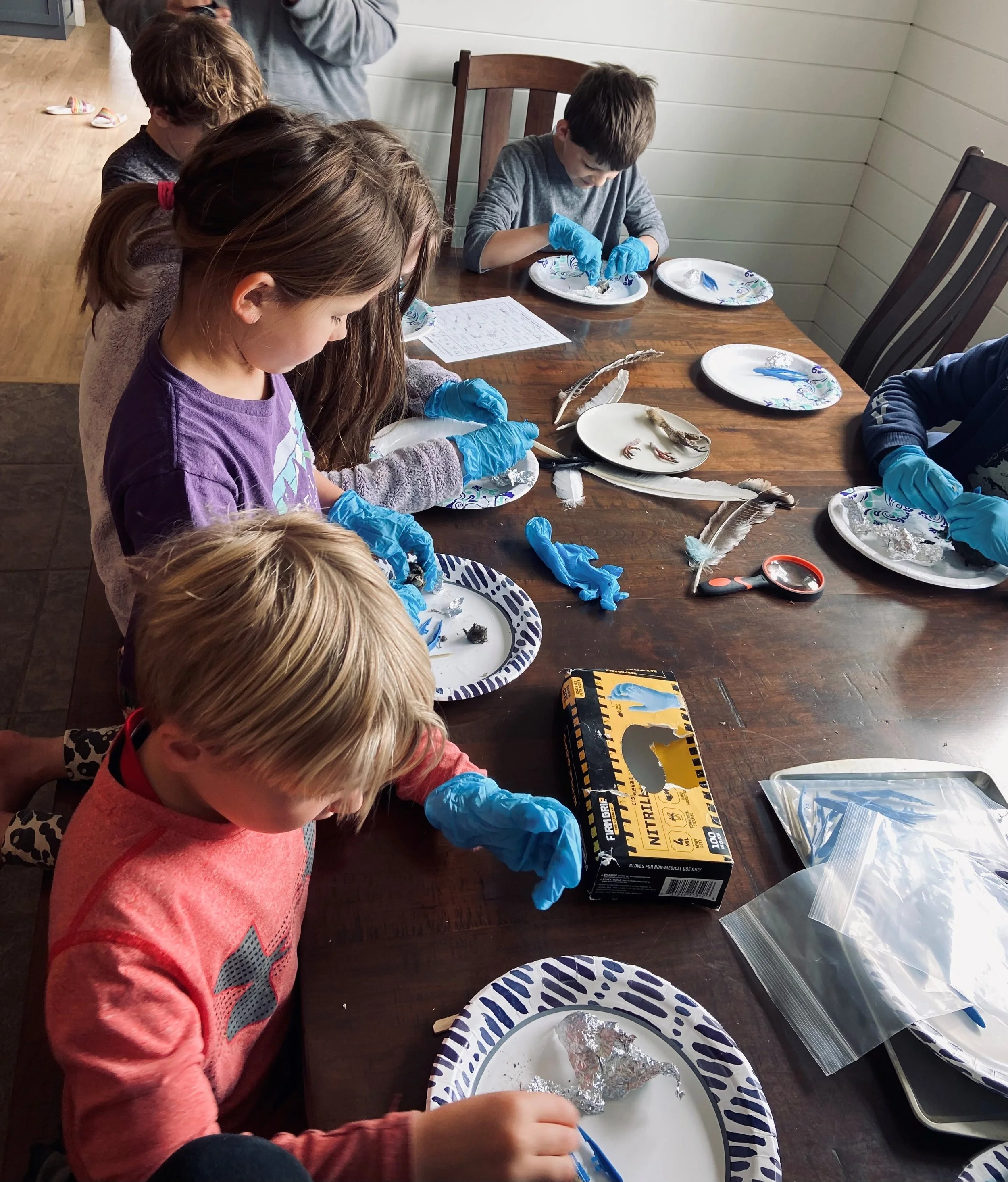 Homeschool  group dissecting owl pellets