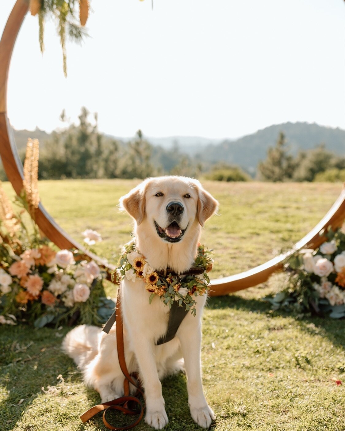 Reminder that dogs are life and they wanna be a part of your wedding. 

Booking 2024/25 events. Link in bio 🐾 

📸 : @alyssabrookephoto 
.
.
.
.
.
#dogss #dogsatweddings #adoptdontshop #dogflowercollar #flowercollar #sandiegowedding #sandiegowedding