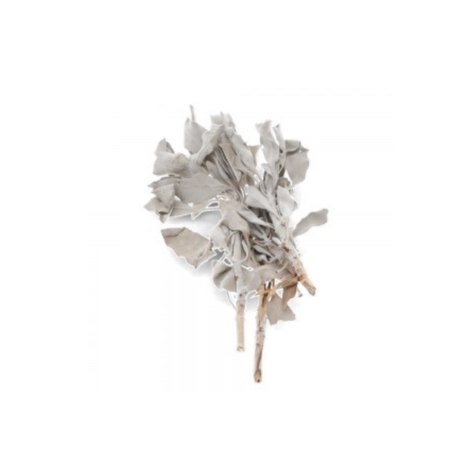 White sage leaves