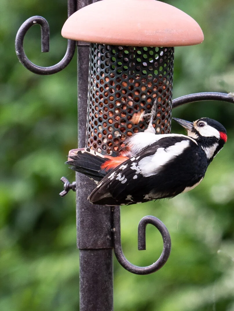 Greater spotted woodpecker
