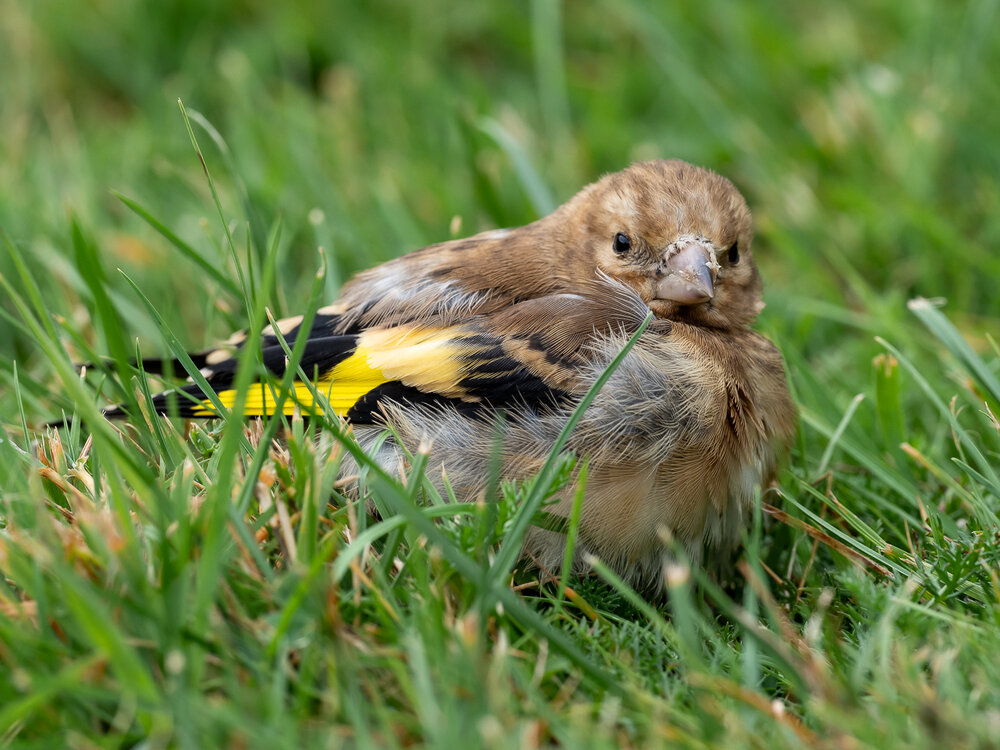 Juvenile goldfinch